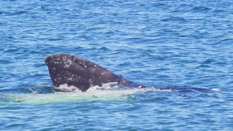 floating on water displaying its pectoral fins in the air and swimming a backstroke