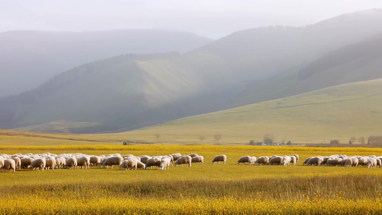 Pecore al pascolo in una valle nebbiosa, morbida luce mattutina su dolci colline e un prato dorato, strati distanti