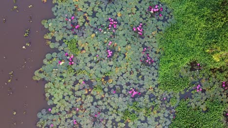 lirio de agua en flor, lirio de agua a orillas del río en el arroyo, bosque de manglares en el cuerpo de agua del interior, lilio de agua crece con musgos y hierbas, hermosa toma aérea, grupo, flor, campo, cima