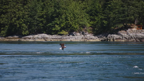 Ein-Adler-Fliegt-In-British-Columbia,-Kanada,-über-Den-Ozean-Und-Sucht-Nach-Fischen