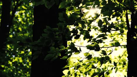 4k footage of sun shining through green forest in the spring time