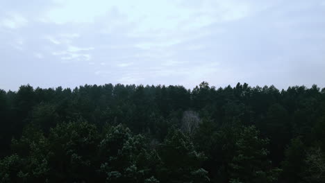 Aufsteigende-Luftaufnahme-Des-Grünen-Waldes-Mit-Baumwipfeln-An-Sonnigen-Tagen-Und-Blauem-Himmel-In-Bartoszylas,-Woiwodschaft-Pommern-Polen