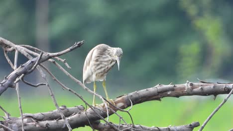 striated heron in pond uhd mp4 4k video .