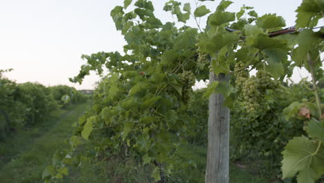 metraje de viñedo slomo 60fps con racimos de uva verde