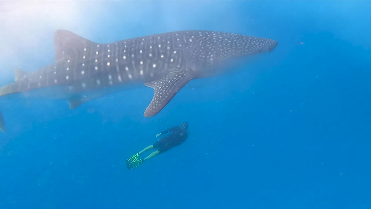 buzo nadando junto a un tiburón ballena debajo de la superficie