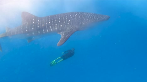 Diver-swimming-next-to-whale-shark-below-the-surface