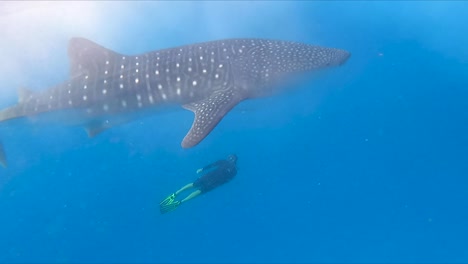 Buzo-Nadando-Junto-A-Un-Tiburón-Ballena-Debajo-De-La-Superficie