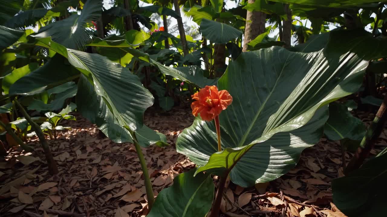 Video che mostra una lussureggiante foresta tropicale con alte palme, ripreso da un'angolazione bassa.