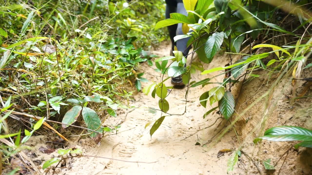 un agradable paseo por la selva