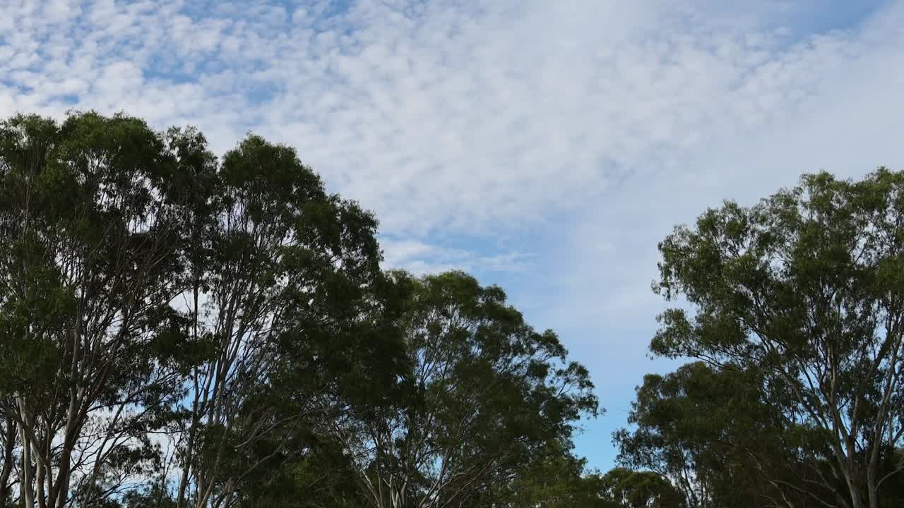 Time-lapse of clouds gently moving above a dense canopy of green trees under a blue sky.