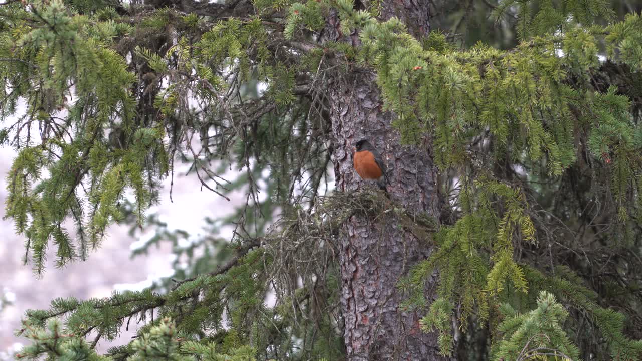 el petirrojo americano sentado en un árbol esperando que la nieve se despeje en banff, alberta, canadá