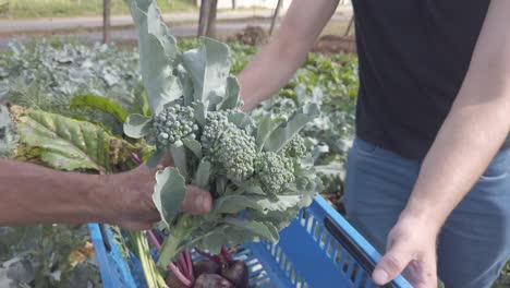 Un-Día-Soleado-En-Una-Gran-Granja-Urbana-Con-Muchas-Variedades-Vegetales-Durante-El-Invierno-En-Suelo-Brasileño