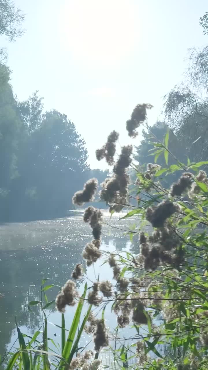 Scenic Lake with Plants and Trees