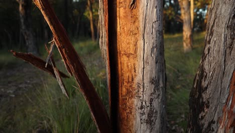 close up slow motion shot of bark falling off a eucalyptus tree