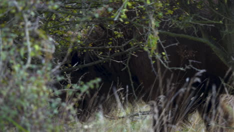 Europäischer-Bison-Bonasus,-Der-Im-Hohen-Gras-Hinter-Einem-Busch-Spaziert,-Tschechien