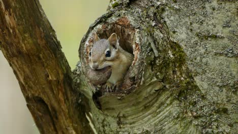 Pequeña-Ardilla-Dulce-Escondida-En-Un-árbol-De-Agujeros-Masticando-Nueces-Grandes-Durante-El-Día