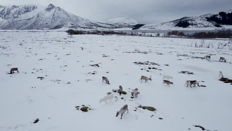 Paso-Elevado-Inverso-De-Una-Manada-De-Renos-Domésticos-Pastando-En-Un-Campo-Nevado-Cerca-De-Un-Lago-Con-Grandes-Montañas-En-El-Fondo-En-Un-Día-Nublado