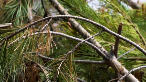 damaged pine branches