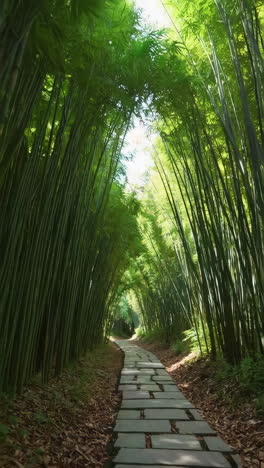 serene bamboo forest pathway