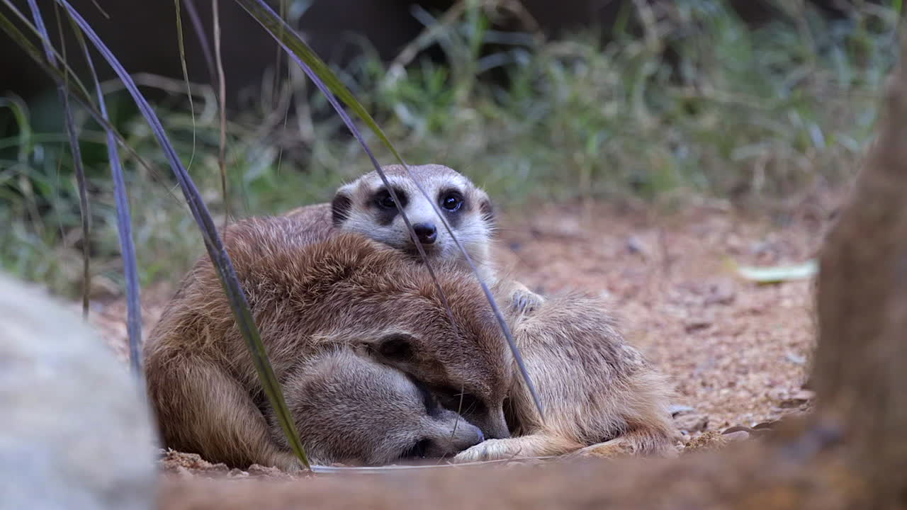 meerkats acurrucándose juntos en el suelo junto a la hierba verde - cerrar