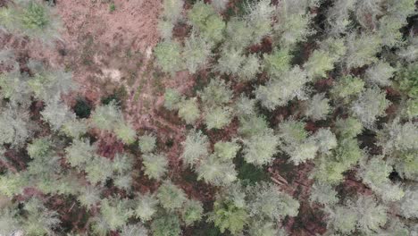 Aerial-overhead-forward-shot-looking-down-over-a-forest-in-Devon-England