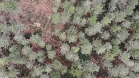 aerial overhead forward shot looking down over a forest in devon england