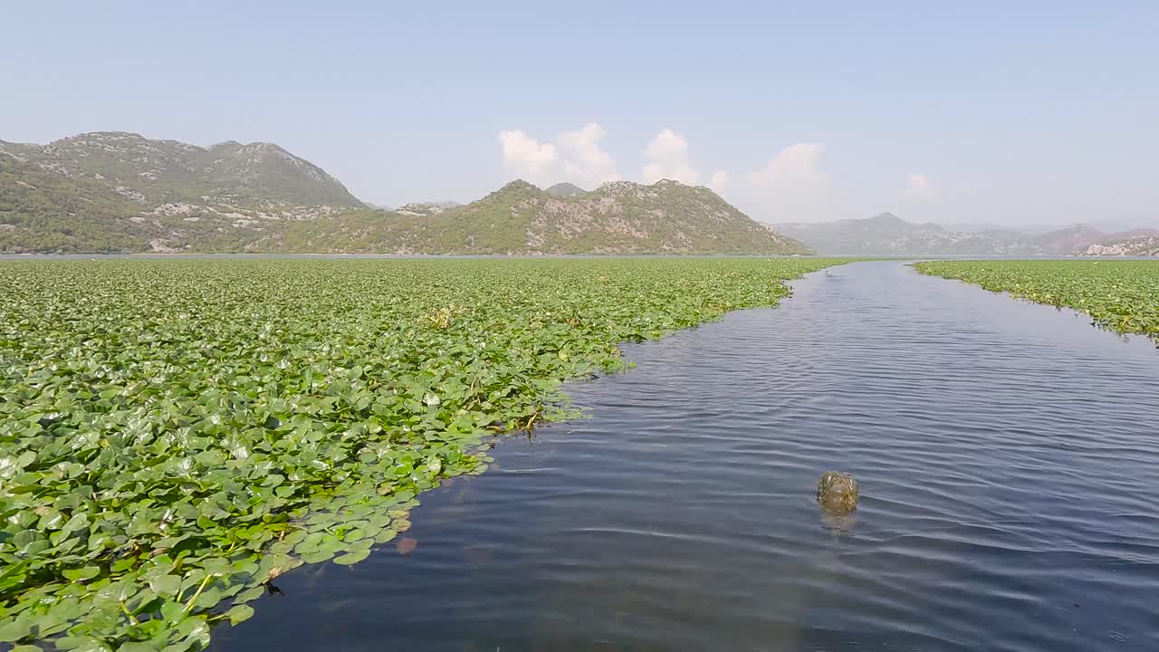 crucero en barco por el lago skadar en montenegro,barco pasando por nenúfares