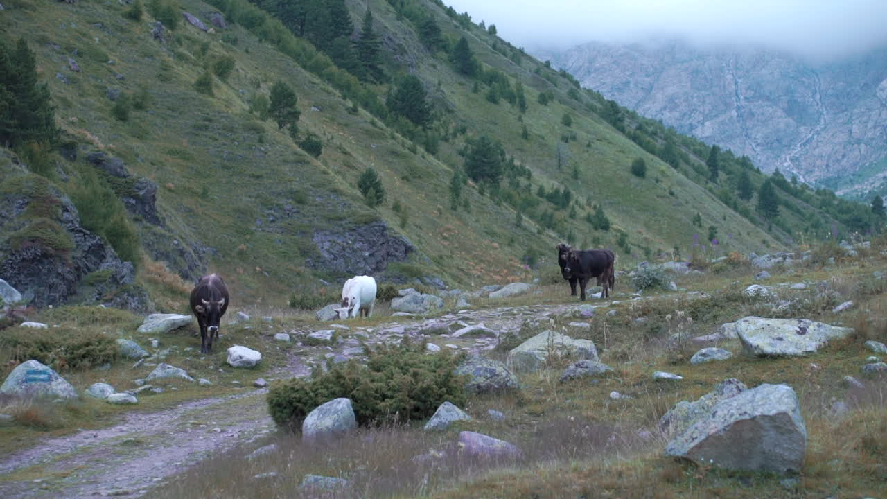 Le mucche pascolano in una valle di montagna