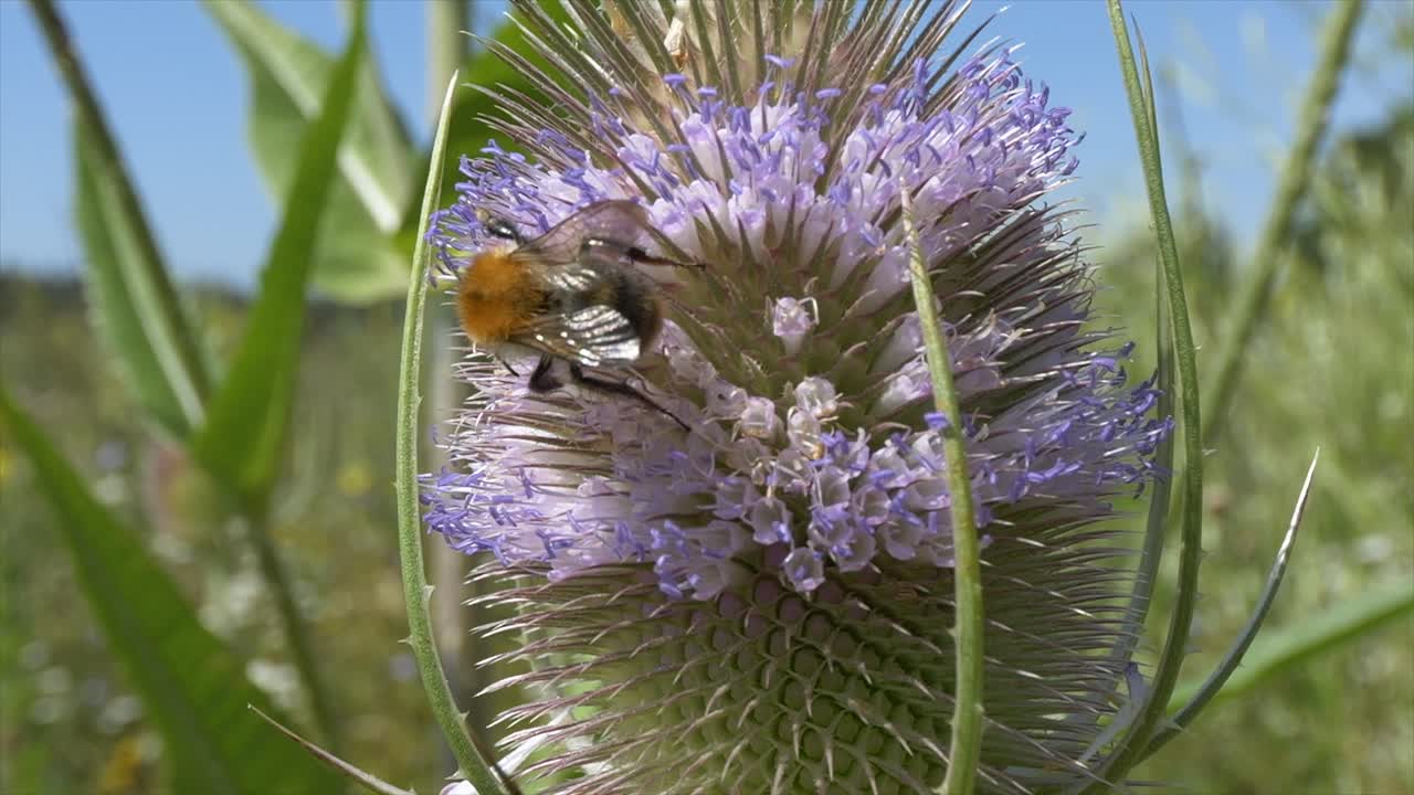 fotografía de cerca de un abejorro ocupado recolectando el polen de una flor en el campo en un día soleado - volando en cámara lenta