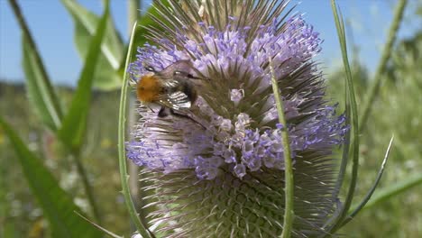 Primer-Plano-De-Un-Abejorro-Ocupado-Recogiendo-Polen-De-Flores-En-El-Campo-Natural-En-Un-Día-Soleado---Volando-En-Cámara-Lenta