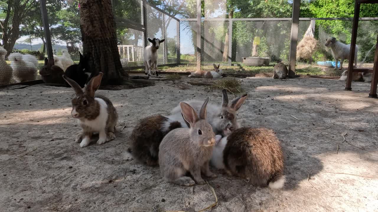 кролики взаимодействуют и прыгают вокруг мирно.
