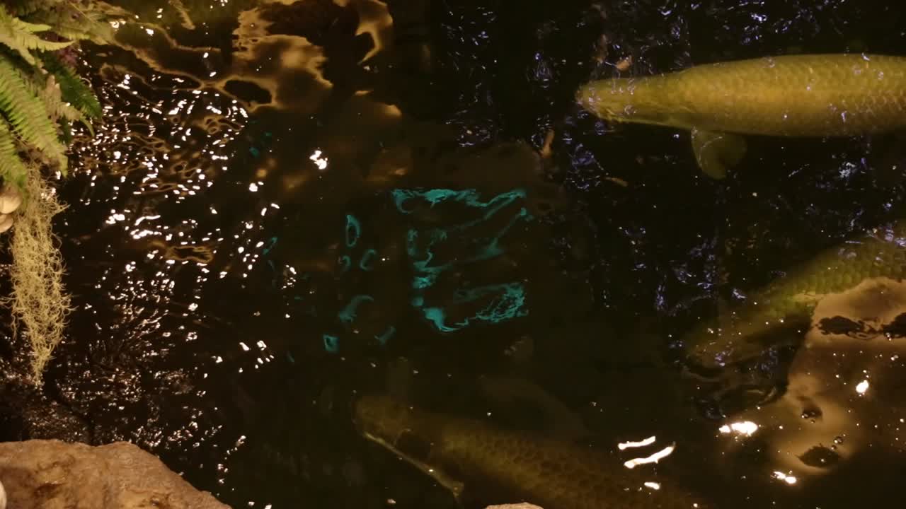 arapaima gigas, también conocida como pirarucú, que es una especie de arapaima originaria de la cuenca del río amazonas y popularmente comercializada como mascota exótica