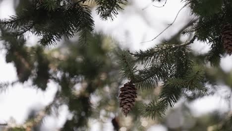 pine branches with hanging pinecones, softly lit by natural light