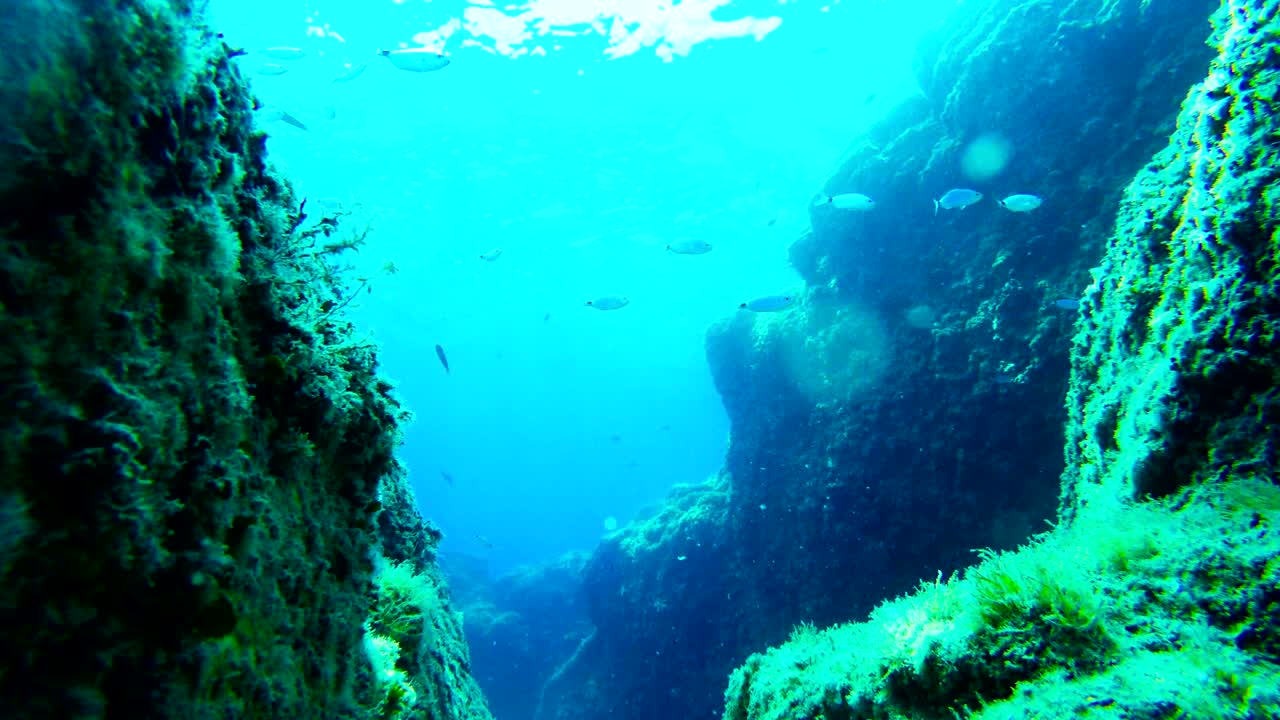 escena del mar bajo el agua, peces y rocas