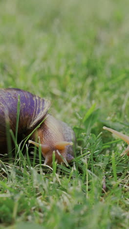 big snails on a green grass. shellfish. snails achatina fulica by closeup.. vertical video