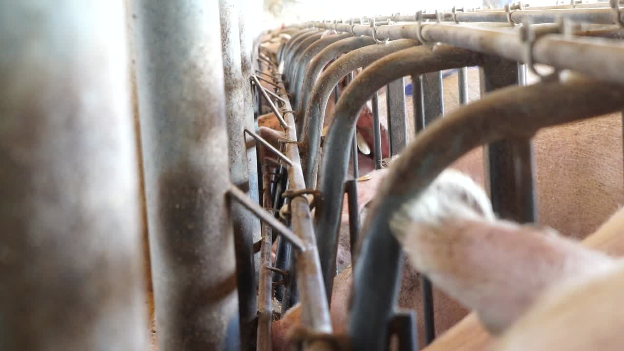 Farmer feeding pigs in intensive farming