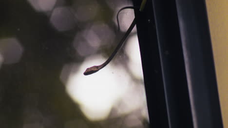 una serpiente arbórea con espalda de bronce de daudin, también conocida como dendrelaphis tristis, trepa por una ventana