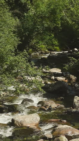 shallow creek with large rocks runs between trees in sunny forest slow motion. mountain stream with rapids in wild land. clear water flow in wood