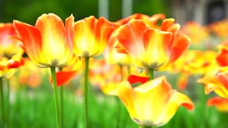 orange and yellow tulips in a field
