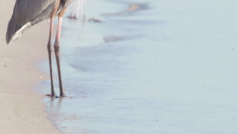 great blue heron revealing shot tilting up