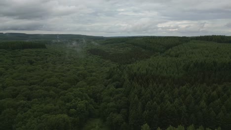 a densely wooded area in high altitude