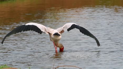 Rückansicht-Eines-Gelbschnabelstorchs,-Der-Mit-Geöffneten-Flügeln-In-Einem-Wasserloch-Im-Krüger-Nationalpark-Fischt