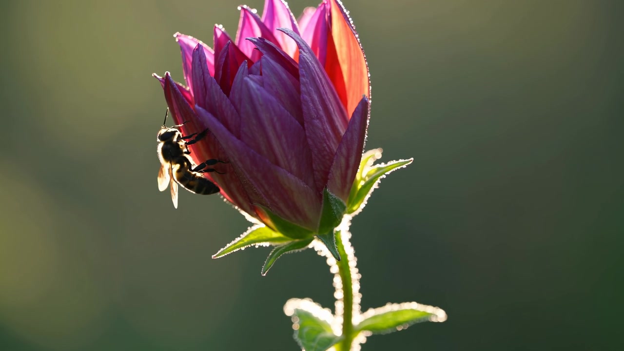 Honningbie som lander på en levende lilla blomsterknopp