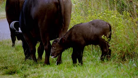 ternero de búfalo africano mastica hierba antes de rascarse detrás de su padre y menear la cola