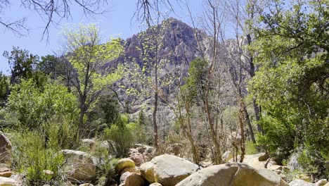 Shot-of-a-running-creek-panning-up-to-trees-and-mountains-in-the-background