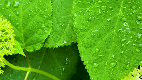 macro shot of fresh green leaves covered in water droplets