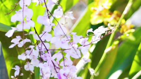 orchids swaying gently in the bangkok breeze