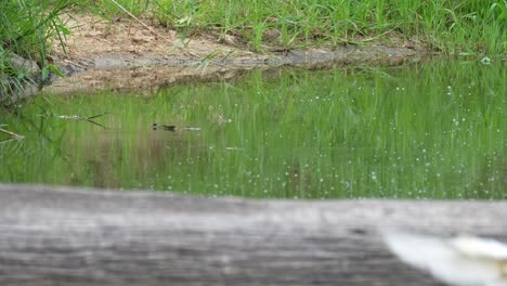 Rallenreihervogel-Auf-Baumstamm-Fliegt,-Mittlere-Aufnahme