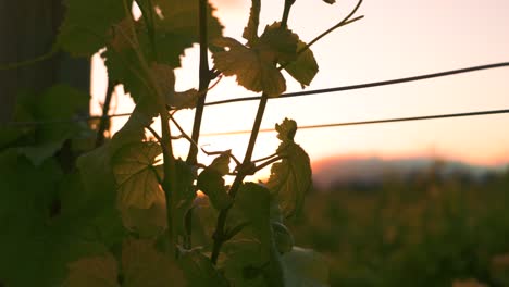 stationary shot of a vine with the sunset behind at a vineyard in waipara, new zealand