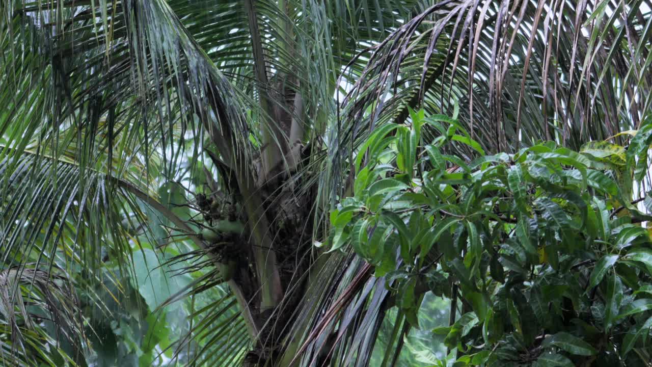un primer plano de un árbol de coco bajo la lluvia